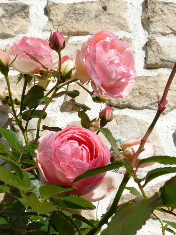 Le Clos De La Vigne Bed & Breakfast Montreuil  Dış mekan fotoğraf